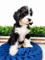 My Guy - mini , a male Miniature Bernedoodle for sale in Loxahatchee, FL – 2 of 4