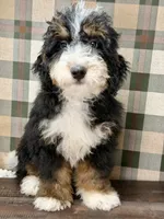 Rainier , a male Miniature Bernedoodle for sale in Loxahatchee, FL – 10 of 10