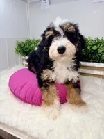Acadia , a female Miniature Bernedoodle for sale in Loxahatchee, FL – 5 of 5