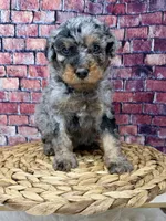 Armani , a male Bernedoodle for sale in Loxahatchee, FL – 5 of 5
