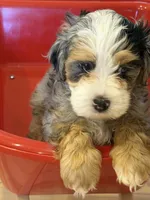 Mochi , a female Bernedoodle for sale in Loxahatchee, FL – 7 of 9