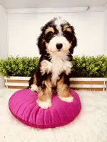 Acadia , a female Miniature Bernedoodle for sale in Loxahatchee, FL – 4 of 5