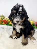 Butterball , a female Bernedoodle for sale in Loxahatchee, FL – 1 of 5