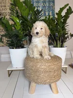 Troy , a male Miniature Goldendoodle for sale in Loxahatchee, FL – 4 of 4