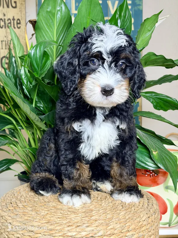 Renaldo  – Miniature Bernedoodle puppy for sale in Loxahatchee, FL