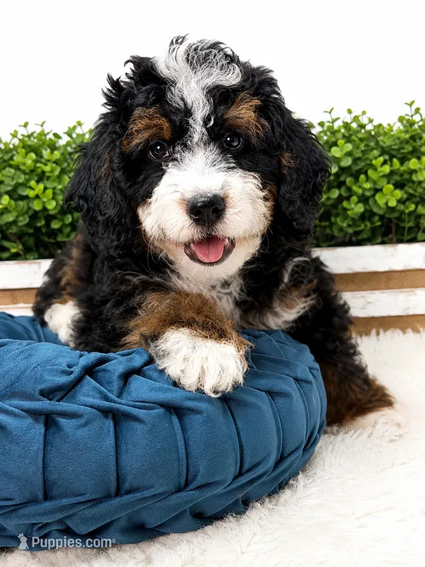 Ranier -Micro  – Miniature Bernedoodle puppy for sale in Loxahatchee, FL