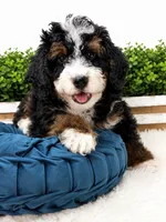 Rainier , a male Miniature Bernedoodle for sale in Loxahatchee, FL – 2 of 10