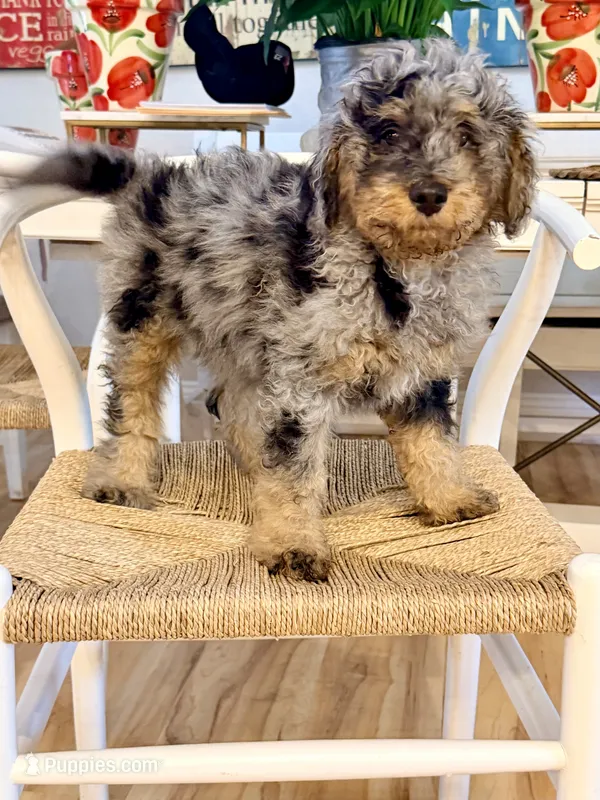 Armani  – Bernedoodle puppy for sale in Loxahatchee, FL