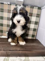 Rainier , a male Miniature Bernedoodle for sale in Loxahatchee, FL – 6 of 10