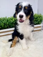 Tandi , a female Miniature Bernedoodle for sale in Loxahatchee, FL – 6 of 6