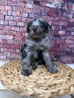 Diesel , a male Bernedoodle for sale in Loxahatchee, FL – 3 of 5