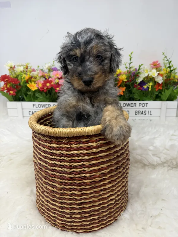 Armani  – Bernedoodle puppy for sale in Loxahatchee, FL