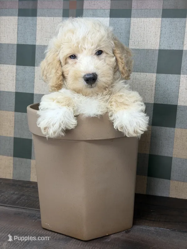 Troy  – Miniature Goldendoodle puppy for sale in Loxahatchee, FL