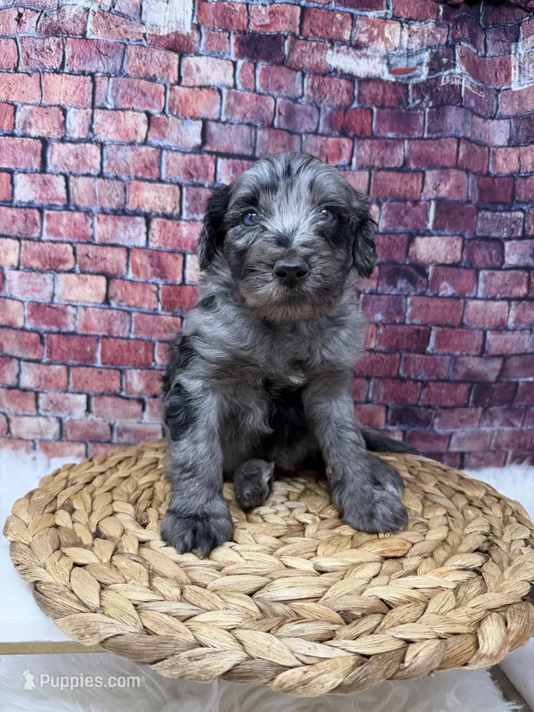 Diesel  – Bernedoodle puppy for sale in Loxahatchee, FL