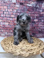 Diesel , a male Bernedoodle for sale in Loxahatchee, FL – 1 of 5