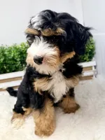 Ember , a female Miniature Bernedoodle for sale in Loxahatchee, FL – 4 of 6