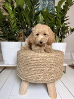 Jordan , a female Miniature Goldendoodle for sale in Loxahatchee, FL – 3 of 3