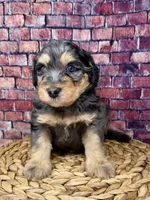 Burberry , a male Bernedoodle for sale in Loxahatchee, FL – 3 of 5
