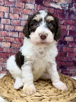 Stussy , a female Bernedoodle for sale in Loxahatchee, FL – 3 of 4
