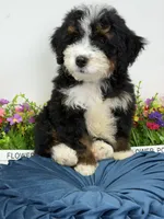 Ranier -Micro , a male Miniature Bernedoodle for sale in Loxahatchee, FL – 2 of 6