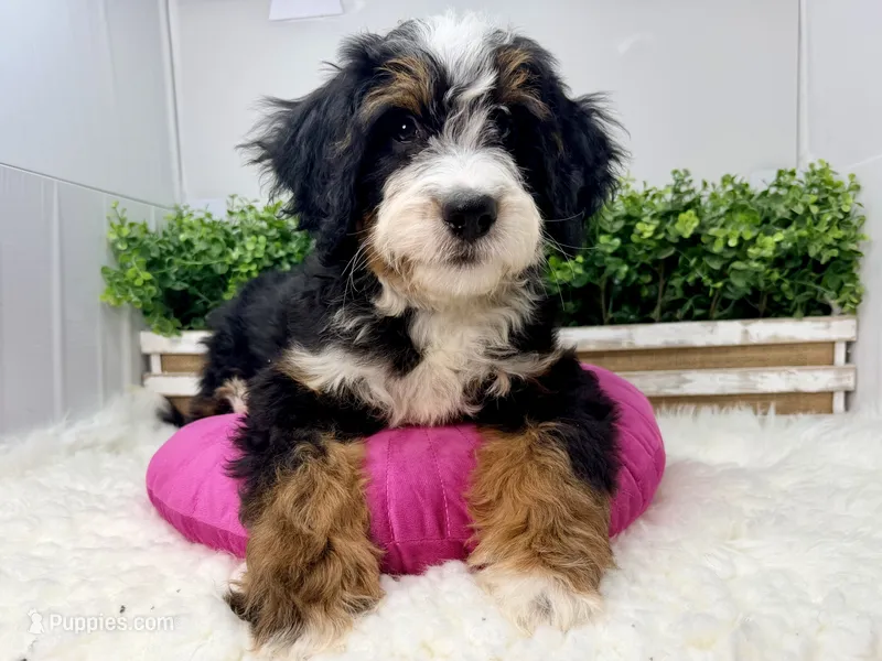 Sequoia -Mini – Miniature Bernedoodle puppy for sale in Loxahatchee, FL