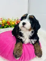 processed/abe891e6-1429-4948-b75a-2cdcd7119ac3/listing/3983ba31-84eb-4387-9130-4034282835cd/54a4a2e8-ff3e-49c3-9eaf-b7572bbb6bc5