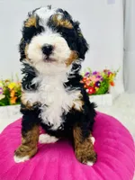 processed/abe891e6-1429-4948-b75a-2cdcd7119ac3/listing/3983ba31-84eb-4387-9130-4034282835cd/b591aa26-57ef-40f7-b35d-5ea4c6ea123c