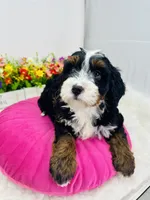 processed/abe891e6-1429-4948-b75a-2cdcd7119ac3/listing/3983ba31-84eb-4387-9130-4034282835cd/fa740c3e-f101-4cd9-b7d8-499b79918279