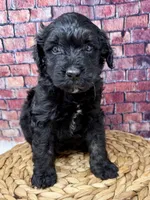 Chloe , a female Bernedoodle for sale in Loxahatchee, FL – 1 of 4