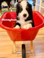 Honeybun , a male Bernedoodle for sale in Loxahatchee, FL – 6 of 6