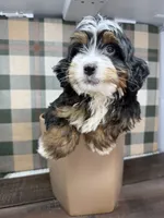 Kyler -Micro , a male Miniature Bernedoodle for sale in Loxahatchee, FL – 6 of 10