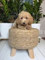 Taylor- Mini , a female Miniature Goldendoodle for sale in Loxahatchee, FL – 10 of 10