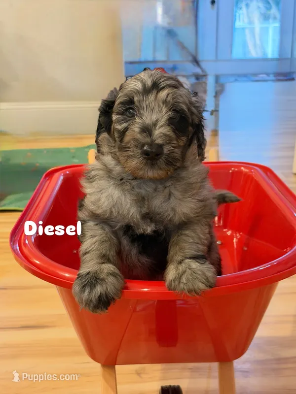Diesel  – Bernedoodle puppy for sale in Loxahatchee, FL