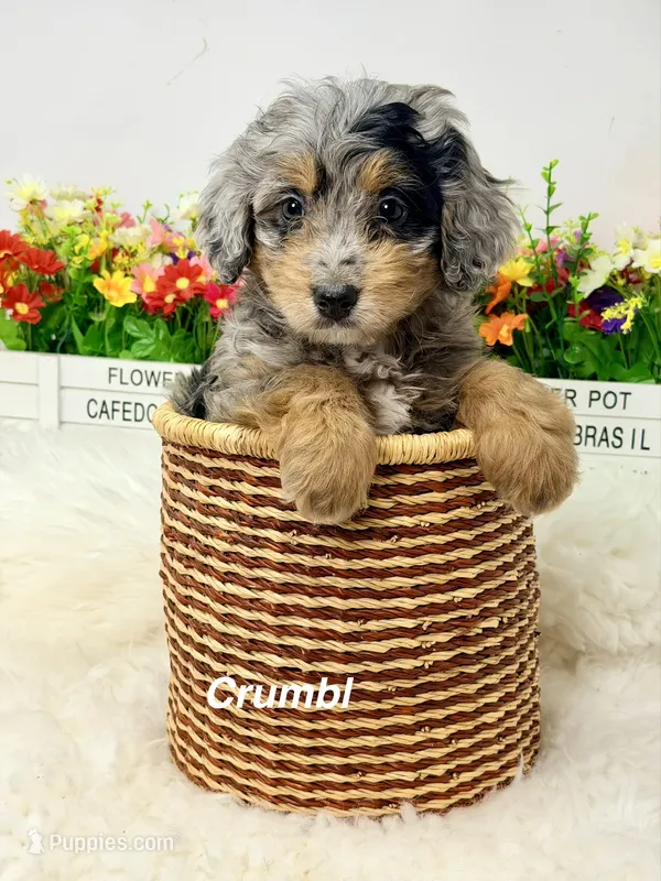 Crumbl  – Bernedoodle puppy for sale in Loxahatchee, FL