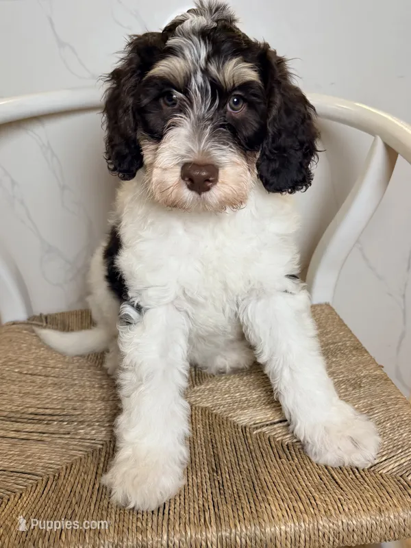 Stussy  – Bernedoodle puppy for sale in Loxahatchee, FL
