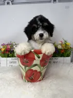 Mesa -Mini, a female Miniature Bernedoodle for sale in Loxahatchee, FL – 5 of 5