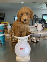 Archie - Blue eyes , a male Miniature Goldendoodle for sale in Loxahatchee, FL – 5 of 6