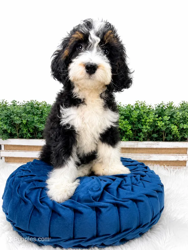My Guy - mini  – Miniature Bernedoodle puppy for sale in Loxahatchee, FL