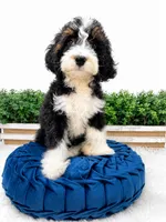 My Guy - mini , a male Miniature Bernedoodle for sale in Loxahatchee, FL – 1 of 4