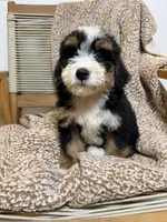 Sequoia -Mini, a female Miniature Bernedoodle for sale in Loxahatchee, FL – 3 of 3