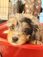 Crumbl , a female Bernedoodle for sale in Loxahatchee, FL – 2 of 7