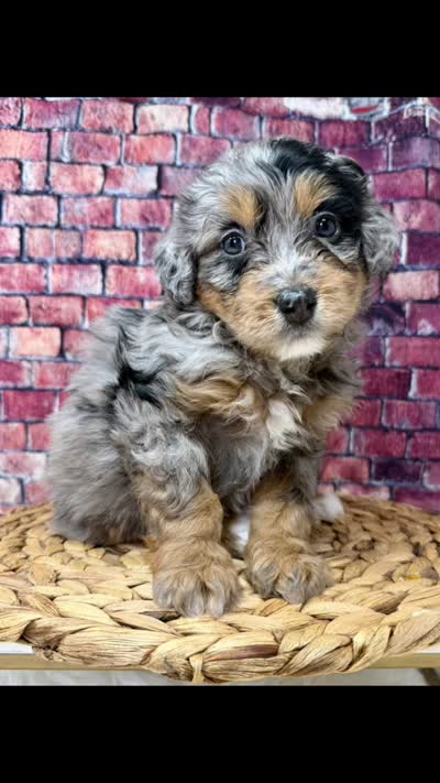 Crumbl , a female Bernedoodle for sale in Loxahatchee, FL – 3 of 7