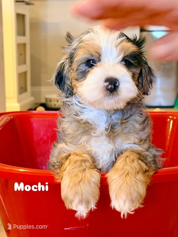 Mochi  – Bernedoodle puppy for sale in Loxahatchee, FL
