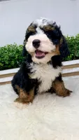 Alex, a male Miniature Bernedoodle for sale in Loxahatchee, FL – 2 of 7
