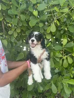 Tandi , a female Miniature Bernedoodle for sale in Loxahatchee, FL – 4 of 6