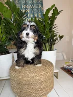 Kyler -Micro , a male Miniature Bernedoodle for sale in Loxahatchee, FL – 3 of 10