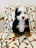 Aspen , a female Miniature Bernedoodle for sale in Loxahatchee, FL – Photo 4 of 6
