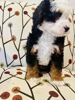 Aspen , a female Miniature Bernedoodle for sale in Loxahatchee, FL – Photo 5 of 6