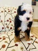 Aspen , a female Miniature Bernedoodle for sale in Loxahatchee, FL – Photo 3 of 6