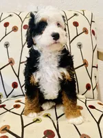 Aspen , a female Miniature Bernedoodle for sale in Loxahatchee, FL – Photo 6 of 6